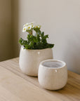 white crackel glaze plant pot internal