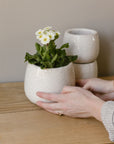 white crackel glaze plant pot internal
