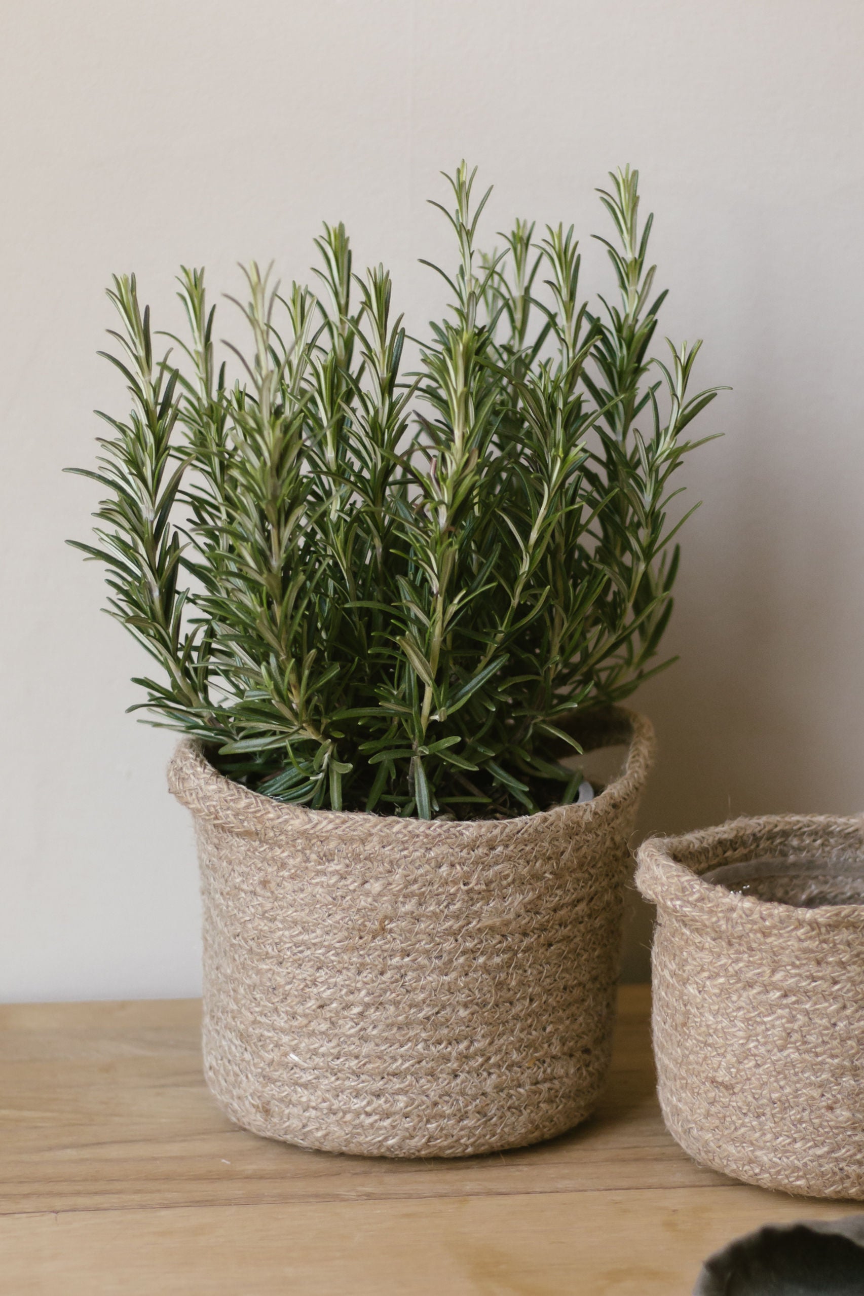 jute plant pot